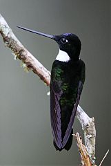 Collared Inca